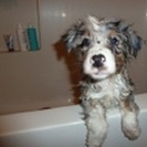 Reliable Pet Sitter
