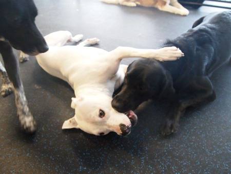 4 legged friends daycare and boarding