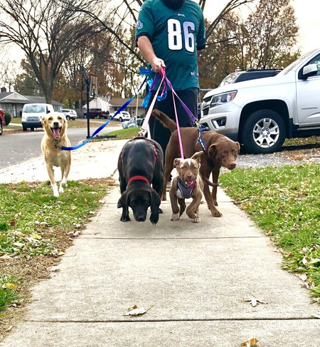 sit and stay pet care