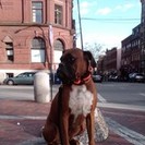 Lucky Dogz Daycare & Training