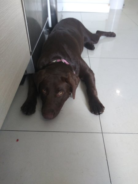 hugs and kisses doggie daycare