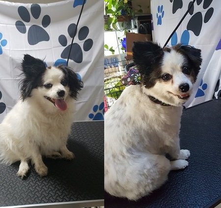 dog grooming services that come to your house