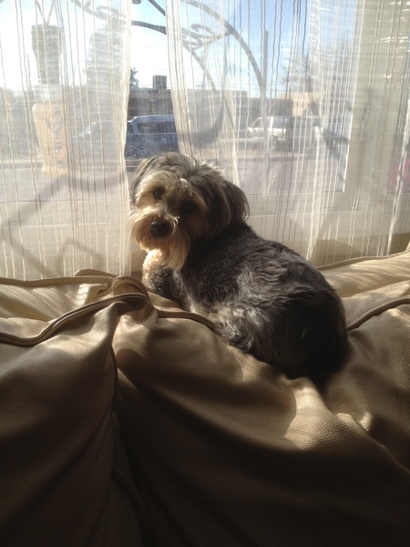 pet sitting georgetown