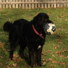 TAILWAGGERS PET SITTING SERVICES