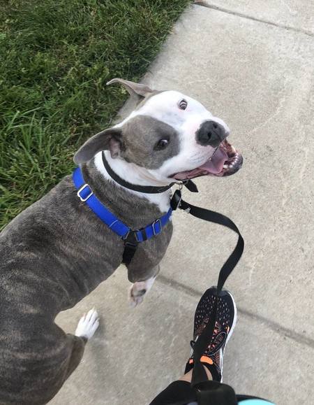 last minute dog kennels near me