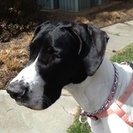 PET CARE at HOME