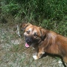 Waggin' and Walkin'