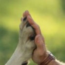 Travelin' Chimp Animal Care LLC
