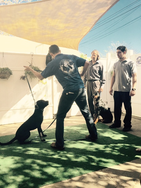 puppy potty training boot camp