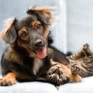 Rockaway Pet Sitting, LLC