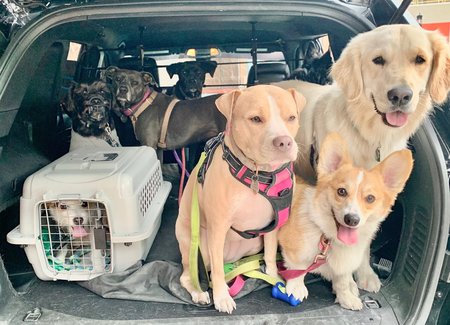 boston's best dog walkers