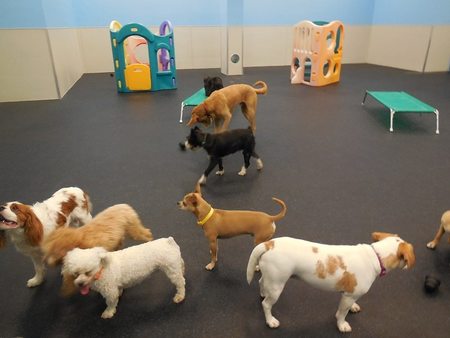 Dogtopia Overnight Puppy Daycare Dogtopia Boarding Rates 2025