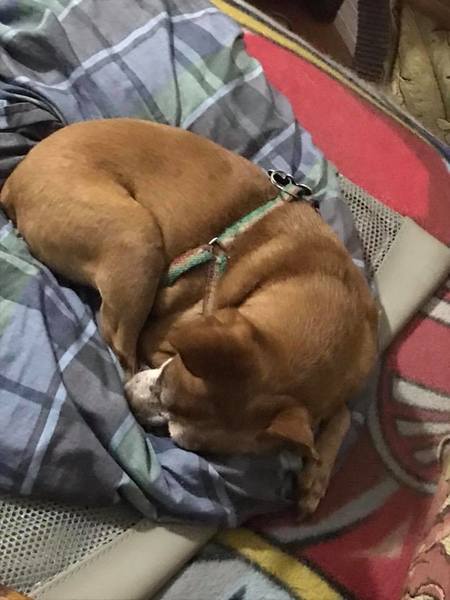 happy paws dog sitting