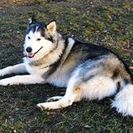 Maggie and FriendsLLC