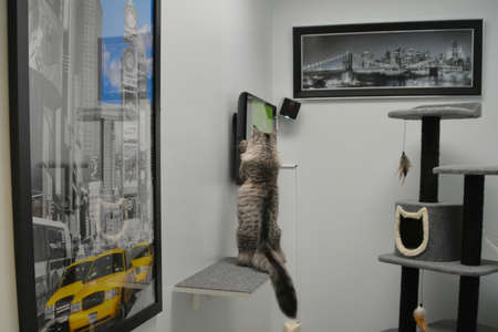 Forget All Preconceptions Of Cat Boarding Tiny Kitty Condos And Loud Dogs At Meowlux We Are A Cat Only Facility And Our Guests Get Pampered In Their Own Forget All Preconceptions Of Cat Boarding Tiny Kitty Condos And Loud Dogs At Meowlux We Are A Cat Only Facility And Our Guests Get Pampered In Their Own