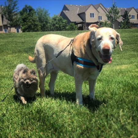 sit and stay pet care