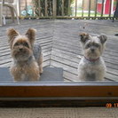 Home Away From Home Pet Sitting Services, LLC