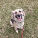 Pet Trails
