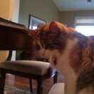 Caring Pet Sitters