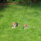 Dogs Best Friend