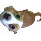 Cuevas Dog Training