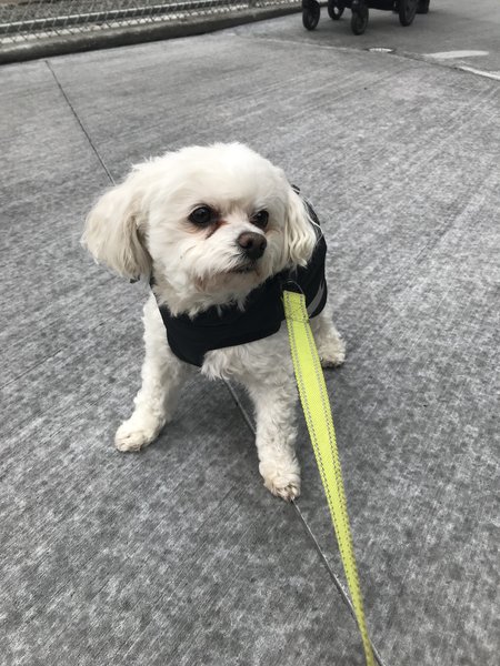 happy paws and claws