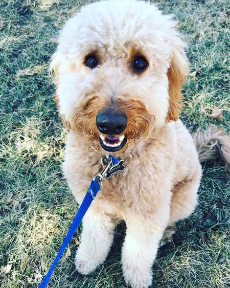 Petey's Playhouse & Pet Sitters - Care.com Lenexa, KS