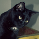 Trails and Tails Pet Care LLC.