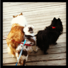 Fur and Feather Pet Sitting