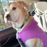 dog walker needed near me