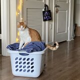 cat sitter needed near me