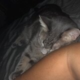 cat sitter needed near me