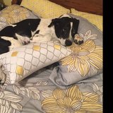 Top 10 Pet Care Jobs In Lenoir Nc Free To Apply Care Com